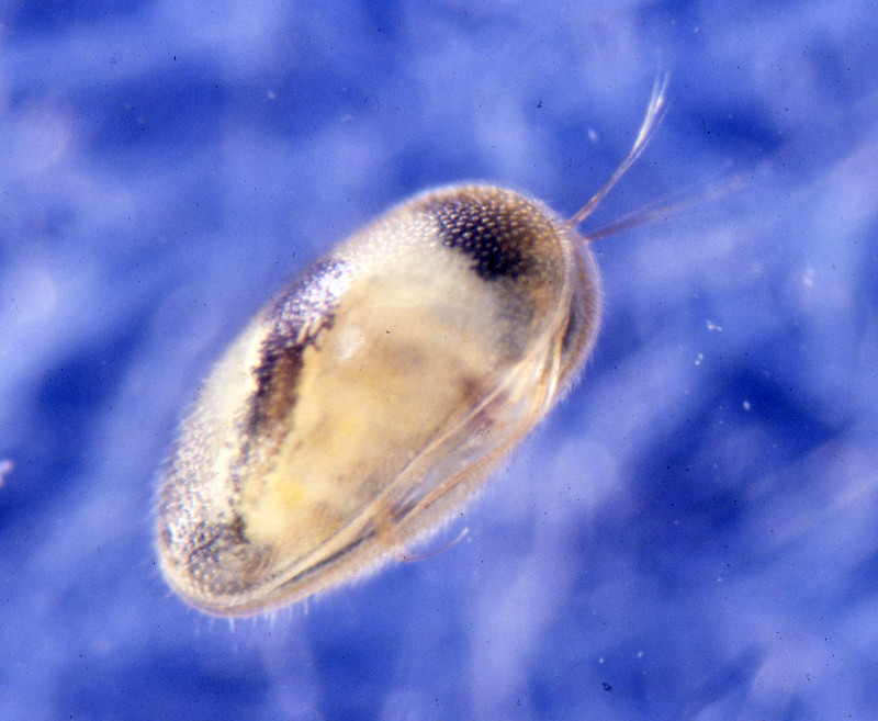 Copepoda male. (Ostracoda sp.) Credit: Betsy Leppo